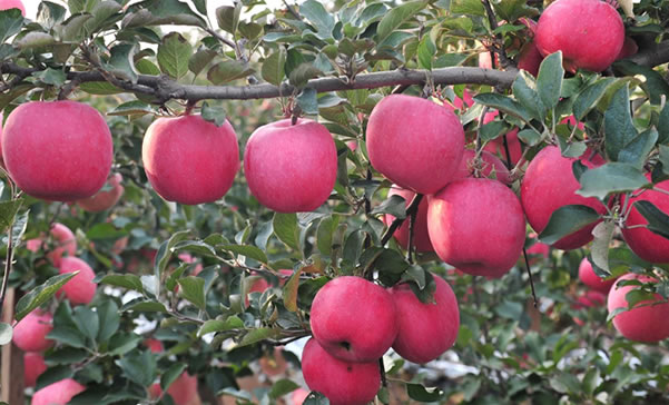 第六屆中國(guó)蘋果產(chǎn)業(yè)科技發(fā)展論壇暨中國(guó)蘋果產(chǎn)業(yè)協(xié)會(huì)第二屆會(huì)員代表大會(huì)會(huì)議通知